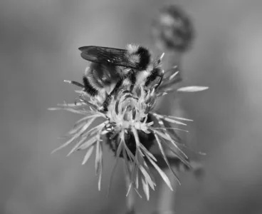 Busy as a bee